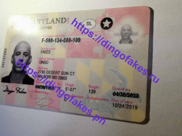 MARYLAND(MD NEW) - Image 4