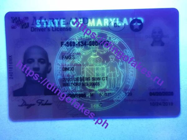 MARYLAND(MD NEW) - Image 2